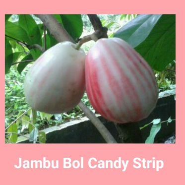 Jambu bol candy strip