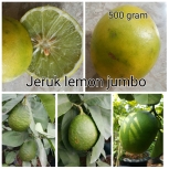 Jeruk Lemon jumbo (2)