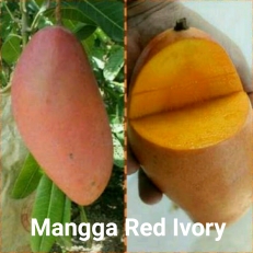 Mangga Red Ivory